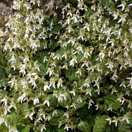 Saxifraga stolonifera