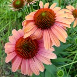 Echinacea purpurea 'Athena'