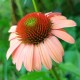 Echinacea purpurea 'Athena'