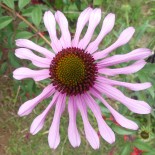 Echinacea x pallida 'Joy'