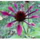 Echinacea purpurea 'Electro'