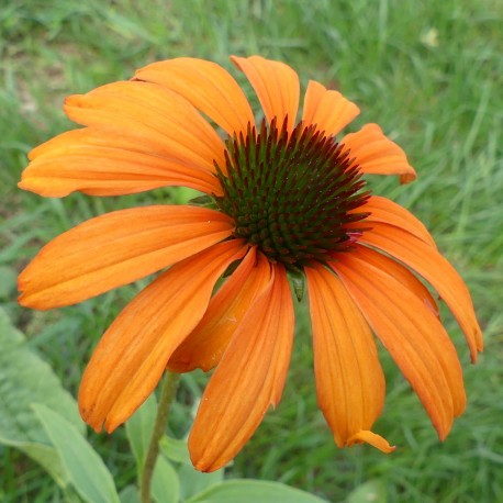 Echinacea purpurea 'Tangerine Dream'