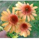 Echinacea 'Supreme Cantaloupe'