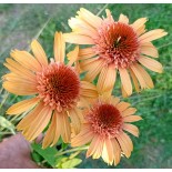 Echinacea purpurea 'Supreme Cantaloupe'