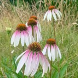 Echinacea purpurea 'Pretty Parasols'