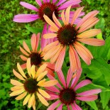 Echinacea purpurea 'Like a Rainbow'