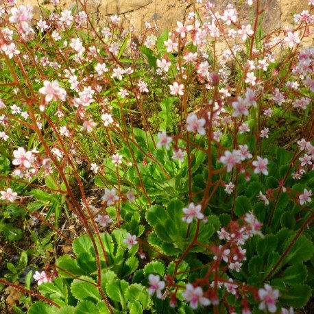 Saxifraga umbrosa