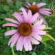 Echinacea purpurea 'Rosa'