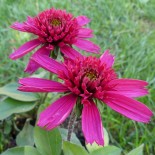 Echinacea purpurea 'Minibelle'