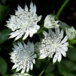 Astrantia major 'Shaggy'