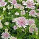 Astrantia major