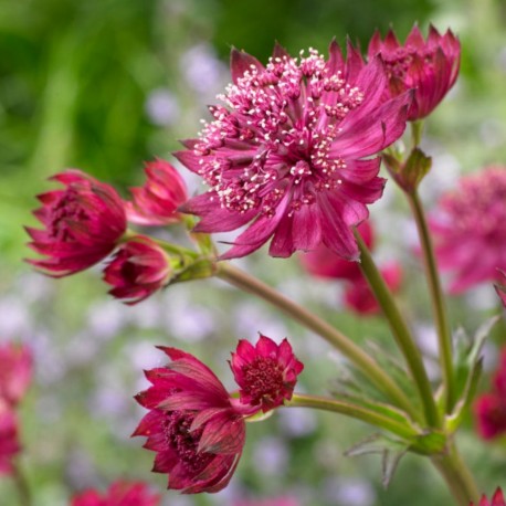 Astrantia major 'Milano'