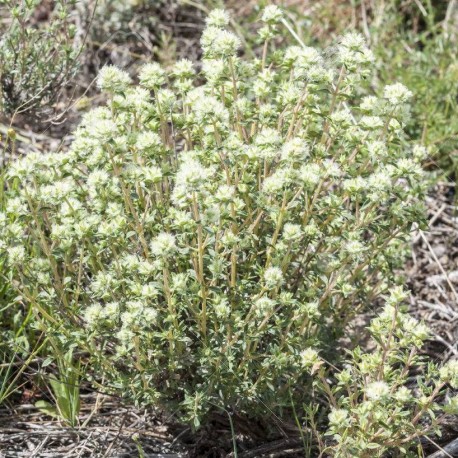 Thymus mastichina