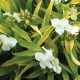 Tradescantia andersoniana 'Angelic Charm'