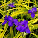 Tradescantia andersoniana 'Sweet Kate'