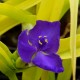 Tradescantia andersoniana 'Sweet Kate'