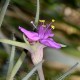Tradescantia hirsutum