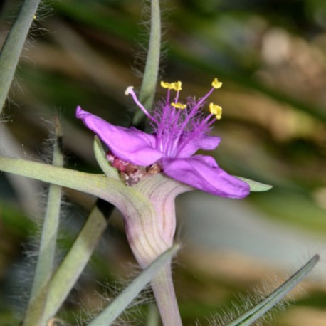 Tradescantia hirsutum