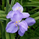 Tradescantia andersoniana 'Bärbel'