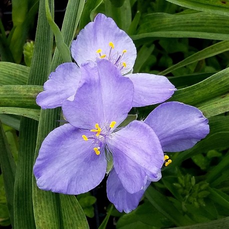 Tradescantia andersoniana 'Bärbel'