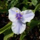 Tradescantia andersoniana 'Blue Fog'