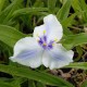 Tradescantia andersoniana 'Blue Fog'