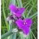 Tradescantia andersoniana 'Concord Grape'