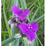 Tradescantia andersoniana 'Concord Grape'