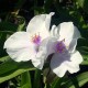 Tradescantia andersoniana 'Domaine de Courson'
