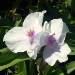 Tradescantia andersoniana 'Domaine de Courson'