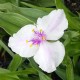 Tradescantia andersoniana 'Domaine de Courson'