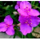 Tradescantia andersoniana 'Bilberry Purple'