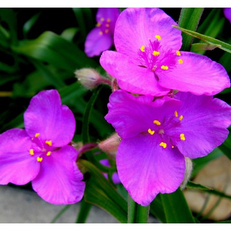 Tradescantia andersoniana 'Bilberry Purple'