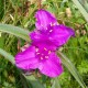 Tradescantia andersoniana 'Bilberry Purple'