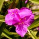 Tradescantia andersoniana 'Carmina'
