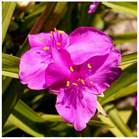 Tradescantia andersoniana 'Carmina'