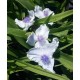 Tradescantia andersoniana 'Blue Fog'