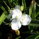 Tradescantia andersoniana 'Innocence'