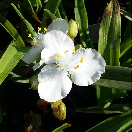 Tradescantia andersoniana 'Innocence'