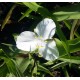 Tradescantia andersoniana 'Innocence'