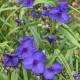 Tradescantia andersoniana 'Blue Heron'