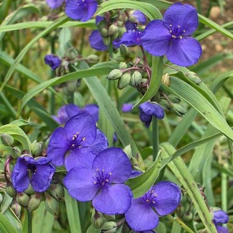 Tradescantia andersoniana 'Blue Heron'