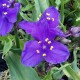 Tradescantia andersoniana 'Leonora'