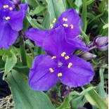 Tradescantia andersoniana 'Leonora'