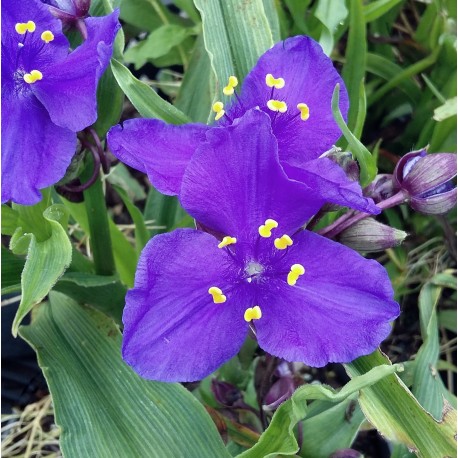 Tradescantia andersoniana 'Leonora'