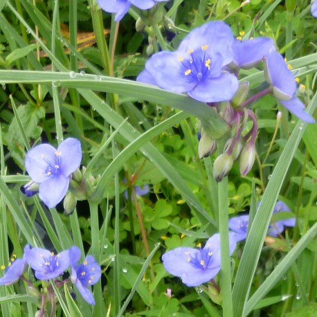 Tradescantia oehiensis