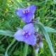 Tradescantia oehiensis