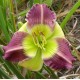 Hemerocallis 'Arno's Bow Tie'