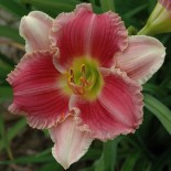 Hemerocallis 'Banned in Boston'