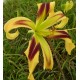 Hemerocallis 'Free Wheelin'